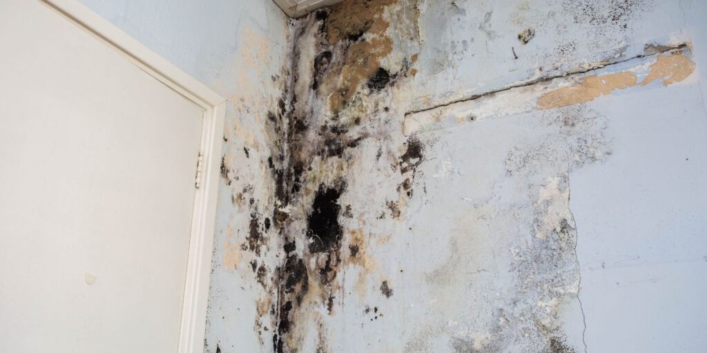 Does Alcohol Kill Mold? First & Last Restoration